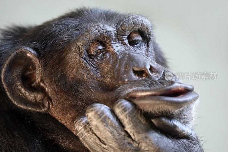 黑猩猩特写(pan troglodytes)